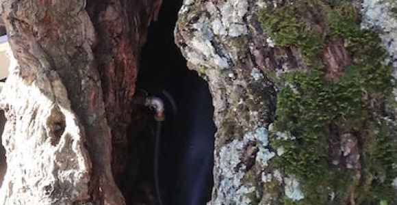 il castagno cavo secolare detto castagno del vino