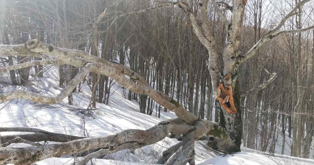 L’appello di Beatrice: proteggiamo la “faggiona”