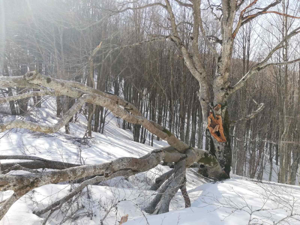 la faggiona di rombicciaio danneggiata