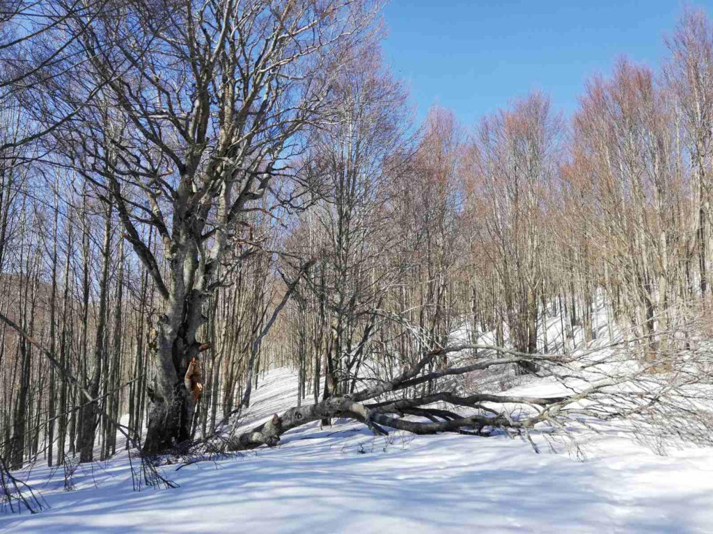 la faggiona del rombicciaio danneggiata