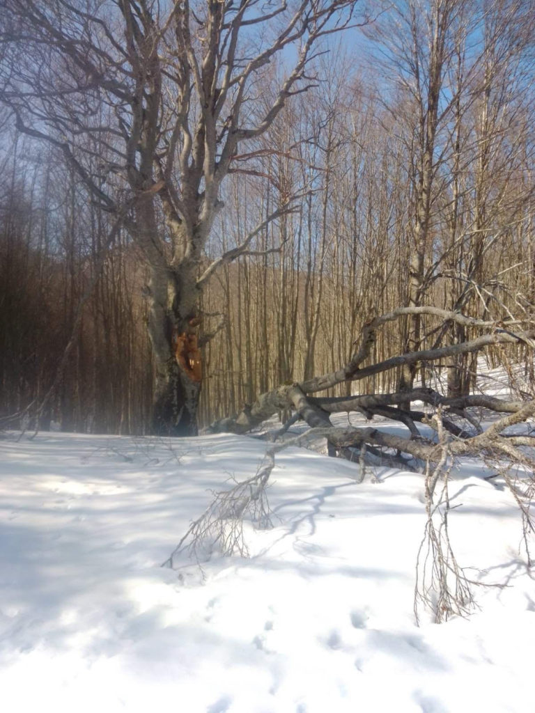 la faggiona del rombicciaio